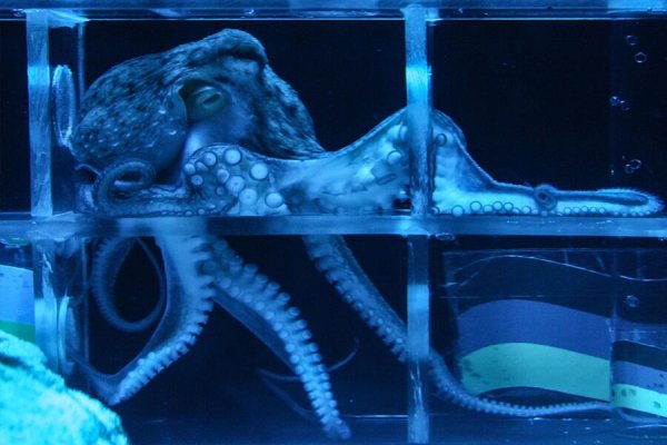 Kraken официальная ссылка