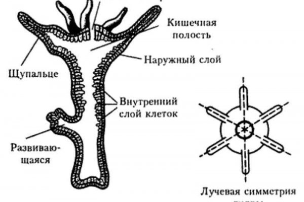 Как зайти на кракен тор