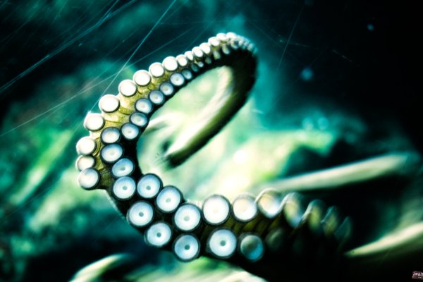 Кракен тор krakendark krakendark link